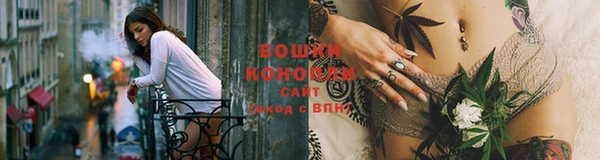 индика Новодвинск